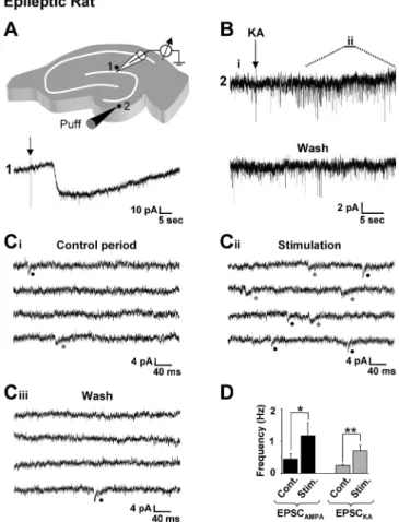 Figure 7. Focal stimulation in the dentate gyrus evokes both AMPA and kainate receptor- receptor-mediated EPSCs in granule cells from epileptic rats.A, Drawing of a hippocampal slice depicting the position of the recording pipette and the locus for focal a