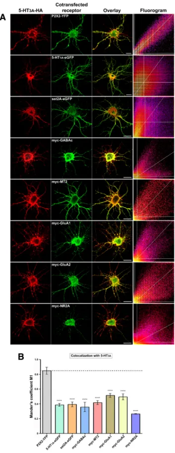 Figure 7. Specificity of the 5-HT 3A and P2X2 receptor interaction. Hippocampal neurons were cotransfected at 7 DIV with 5-HT 3A -HA and P2X2-YFP, 5-HT 1A -eGFP, sst2A-eGFP,  myc-GABAc ( ␳ 1), myc-MT2, myc-GluA1, myc-GluA2, or myc-NR2A subunits.A, Immunofl