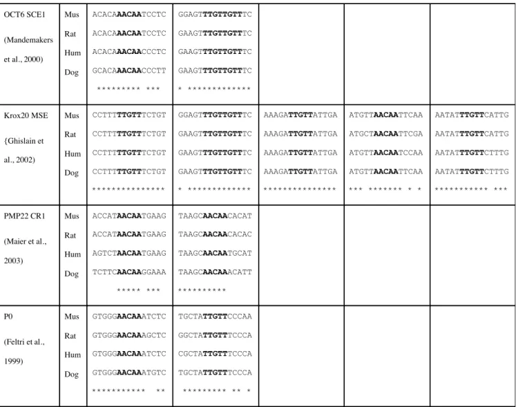 Table 1 OCT6 SCE1 (Mandemakers et al., 2000) MusRat Hum Dog ACACAAACAATCCTCACACAAACAATCCTCACACAAACAACCCTCGCACAAACAACCCTT  ********* *** GGAGTTTGTTGTTTCGAAGTTTGTTGTTTCGAAGTTTGTTGTTTCGAAGTTTGTTGTTTC* ************* Krox20 MSE {Ghislain et al., 2002) MusRat Hu