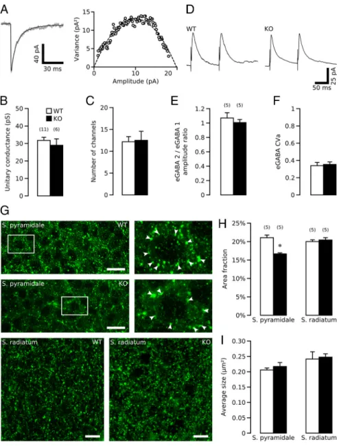 Figure 2. Presynaptic reduction in the number of perisomatic GABAergic terminals in GABA B1 -KO hippocampi