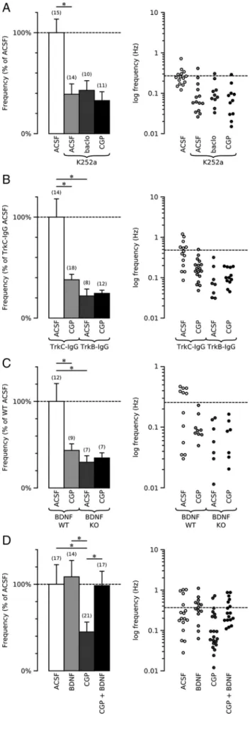 Figure 5. GABA B and BDNF-TrkB signaling interact to promote the formation of functional GABAergic synapses