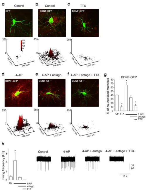 Figure 1. Spontaneous network activity triggers BDNF-GFP release. a–f, Overlapped images showing intracellular GFP fluo- fluo-rescence (green) and secreted BDNF-GFP detected using anti-GFP antibody (red) under nonpermeable conditions.a,  Hippocam-pal neuro