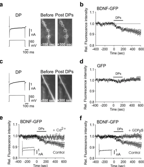 Figure 2. Depolarizing steps trigger dendritic secretion of BDNF-GFP. a, Decrease of fluorescence intensity from BDNF-GFP granules localized in the dendrites was produced by 20 depolarizing steps of 50 – 60 mV depolarization, 500 ms long, given at 0.01 Hz