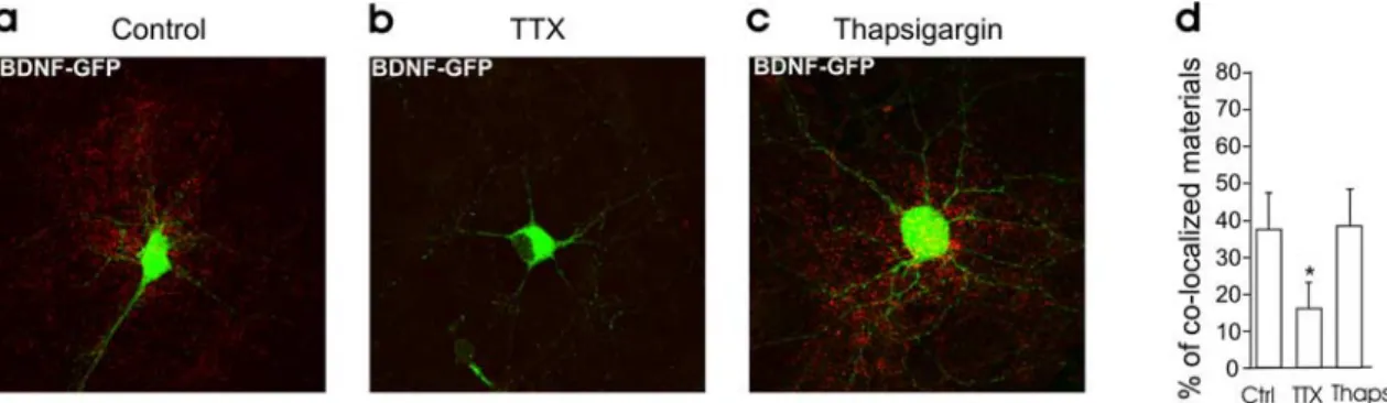 Figure 7. Intracellular Ca 2 ⫹ stores are not required for BDNF secretion produced by ongoing activity.a– c, Surface immunofluorescence staining on neuronal cultures in control condition (a) and incubated in TTX (b) or thapsigargin (10 ␮ M ; c) for 3 h