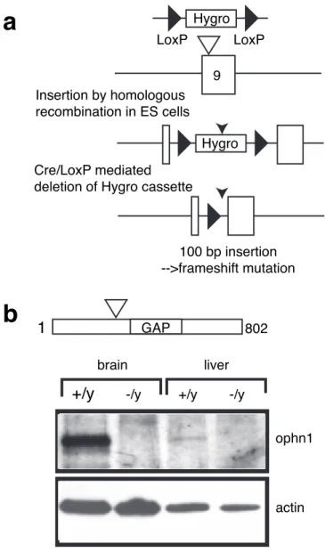 Figure 1. Ophn1 gene inactivation. a, Strategy of mouse ophn1inactivation gene. The strat- strat-egy was designed to disrupt the open reading frame of the ophn1 gene by the insertion of 100 bp in the coding sequence of exon 9, which leads to the premature 