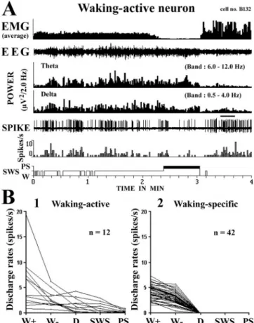 Figure 6. A, B, Activity of a representative waking-active neuron (A) and discharge profile of waking-active (B1) and waking-specific (B2) neurons across the sleep–waking cycle.