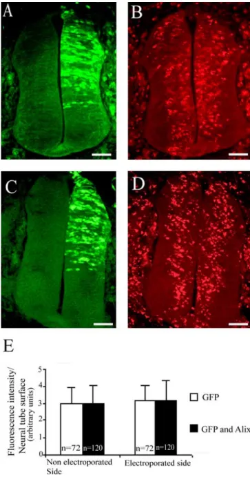 Figure 3. Cross sections of HH stage 21 embryo neural tubes 24 h after electroporation with pCAGGS GFP (A, B) or pCAGGS GFP and pCAGGS Alix (C, D)