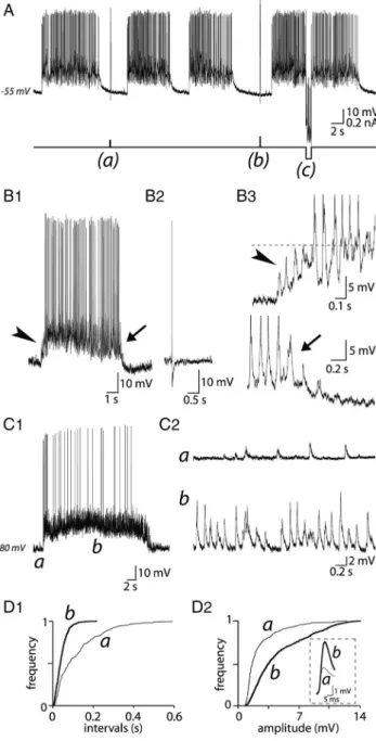 Figure 8. Glutamatergic afferents govern phasic activity in VP neurons. A, Example of a spontaneous phasic activity at resting membrane potential ("55 mV) recorded from a VP neuron in an organotypic slice culture