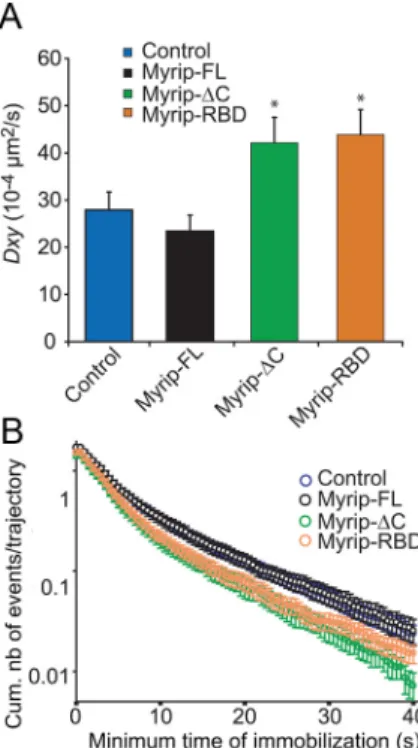 Figure 9. The C-terminal domain of Myrip plays a role in SG immobilization. A, Effect of Myrip constructs on overall SG mobility