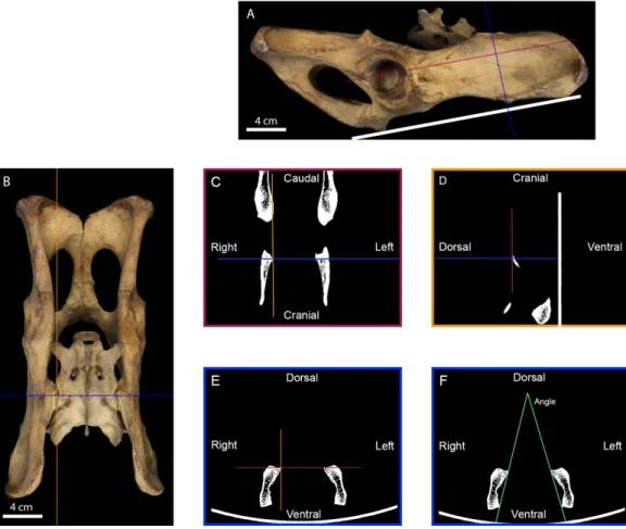 Figure 2 Measurement of the inter-iliac angle. (A) Right lateral view of a tiger pelvis showing the position on the scanner bed (white line), the transverse (blue line) and the frontal (purple line) planes used to select the scanner cross-section