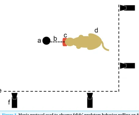 Figure 4 and Table 2 show all the descriptive analyzes on the inter-iliac angle used in this study