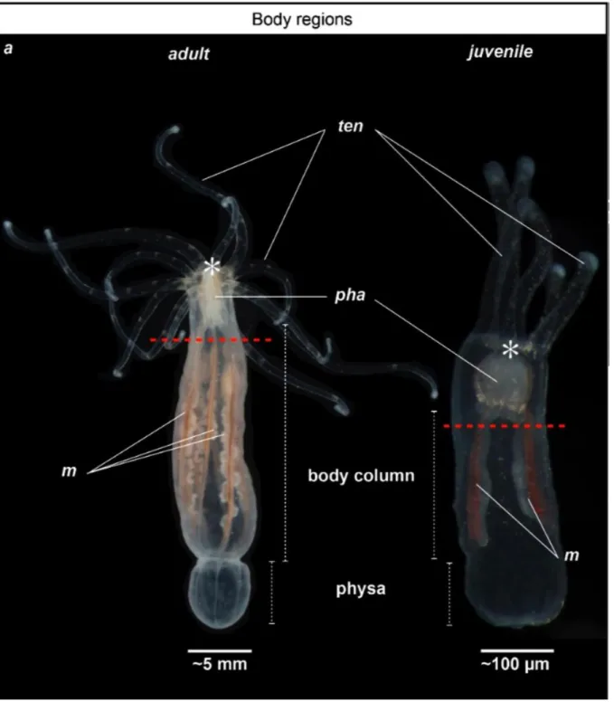 Figure  1.  General  anatomy  of  adult  and  juvenile  Nematostella  vectensis.  Photographs  illustrating  the  adult  (left)  and  juvenile  (right)  morphology  of  Nematostella;  (a)  Polyps  are  oriented  toward  the  oral  region  to  the  top  and