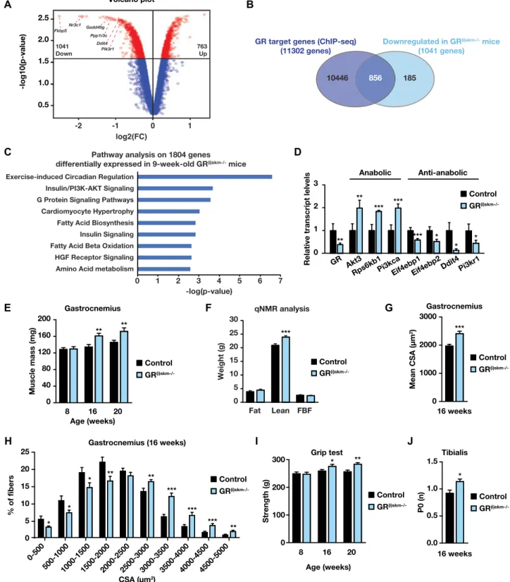 Figure 3. Phenotypic characterization of GR (i)skm −/− mice. (A) Volcano plot depicting in red genes differentially expressed in gastrocnemius muscles of GR (i)skm −/− mice one week after GR ablation