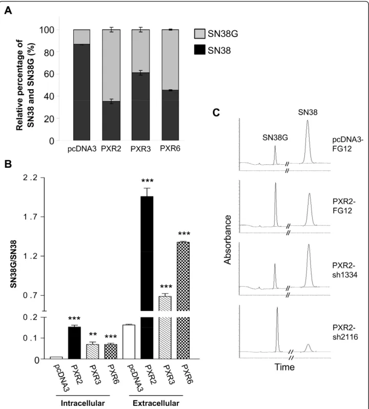 Figure 6 HPLC quantification of SN38 and SN38G A, Relative percentage of total amounts (intra- and extracellular) of SN38 and SN38G on pcDNA3, PXR2, PXR3 and PXR6 cells after 24 h incubation with 10 μ M SN38
