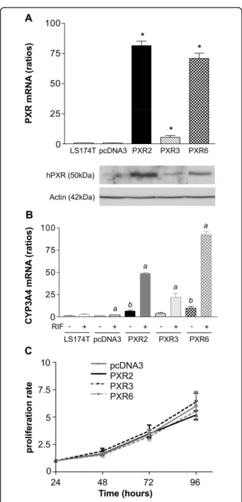 Figure 2 Characterization of LS174T PXR-transfected cells. A, PXR expression level in parent LS174T, pcDNA3-transfected and stable clones PXR2, PXR3 and PXR6 (top: mRNA expression level;