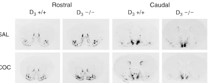 Figure 4.  In  situ  hybridization of NT  mRNA after repeated cocaine  administration in D3+/+ and D3–/– 