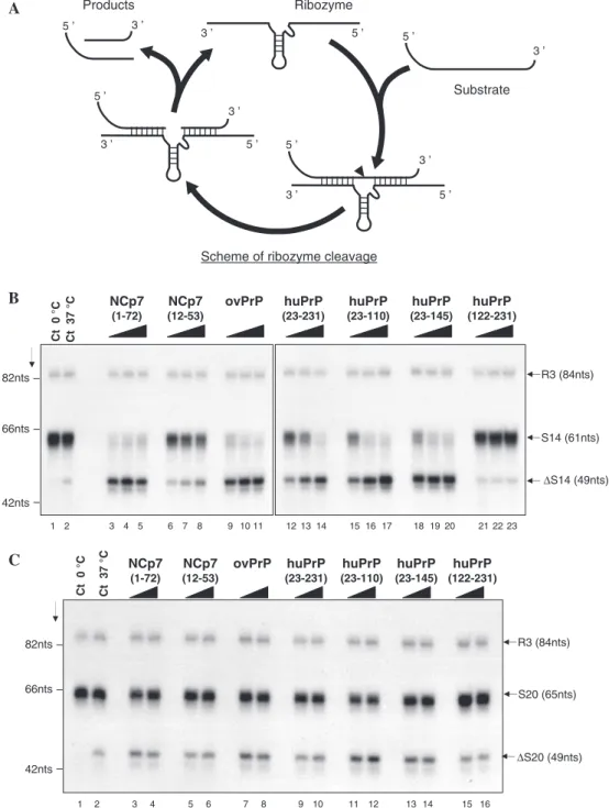Figure 3. PrPs facilitate ribozyme cleavage of an RNA. (A) Assay schematic. A hammerhead ribozyme and a 32 P-labelled RNA substrate were generated by in vitro transcription and gel puriﬁed