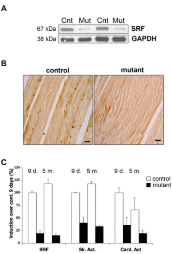 Figure 1. Validation of the skeletal muscle-specific SRF KO model after TAM injection