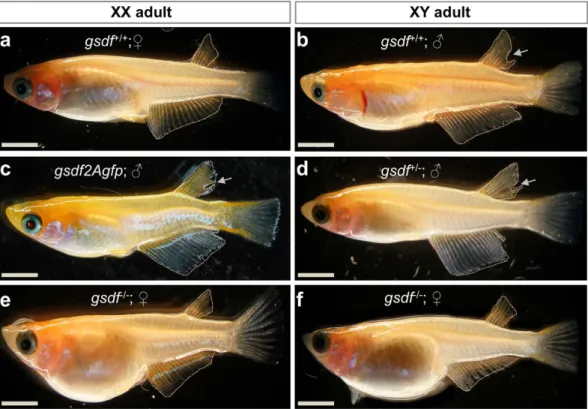 Figure 2.  Sexual phenotype of medaka adults. (a) wtXX female, showing a triangular-shaped anal fin and  connected dorsal fin rays