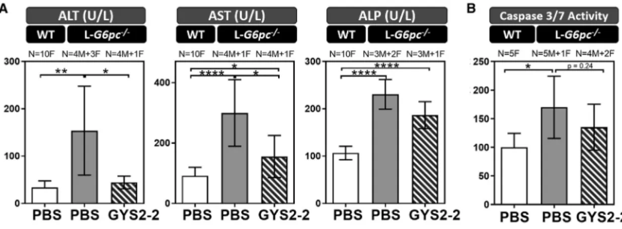 Figure 8. Silencing of Gys2 mRNA Expression Reduces Liver Toxicities in a L-G6pc –/– GSD Ia Mouse Model