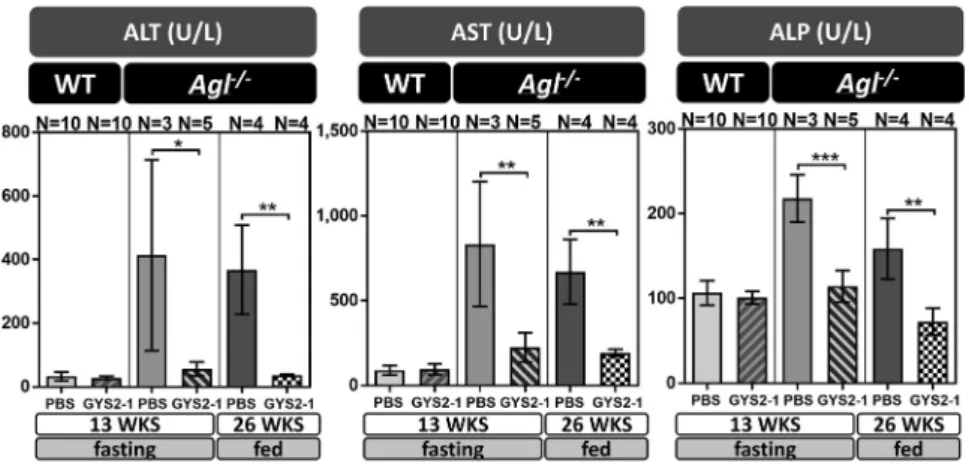 Figure 4. GYS2-1 Treatment Reduces Circulating Liver Enzymes in an Agl –/– GSD III Mouse Model GYS2-1 was subcutaneously injected into WT or Agl / mice weekly at a 10 mg/kg dose starting at 4 or 8 weeks of age and sacrificed at 13 or 26 weeks of age,  resp