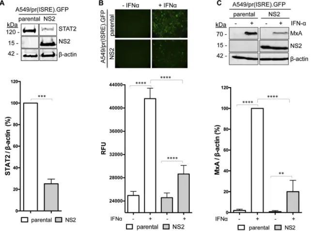 Fig. 2. Characterization of the A549/pr(ISRE).GFP-NS2 reporter cell-line. (A) Detection of NS2, STAT2 and β-actin in A549/pr(IFNβ).GFP or A549/pr(ISRE).GFP-NS2 reporter cells.