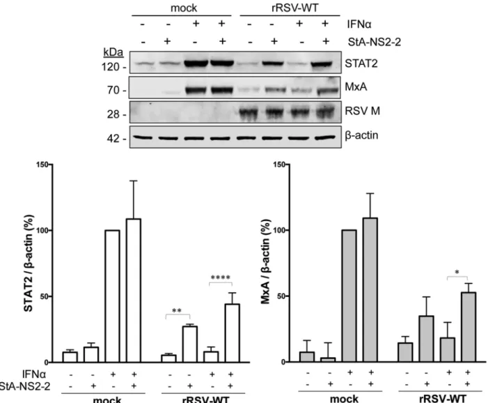 Fig. 5. Eﬀect of StA-NS2-2 in the context of rRSV-WT infection. Eﬀect of StA-NS2-2 on MxA and STAT2 levels following infection of A549 cells with rRSV-WT