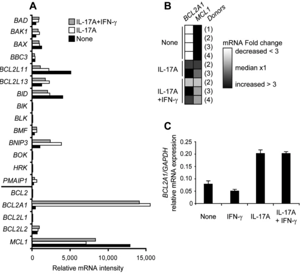 Figure 3. Bcl-2 family mRNA expression in IL-17A and IFN-c-treated monocyte-derived DC