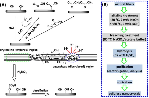Figure  1.2  (A)  The  different  extraction  methods  of  cellulose  nanocrystals  providing  distinctive 