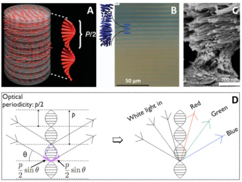 Figure  1.5  (A)  Schematic  image  of  chiral  nematic  ordering  present  in  cellulose  nanocrystal 