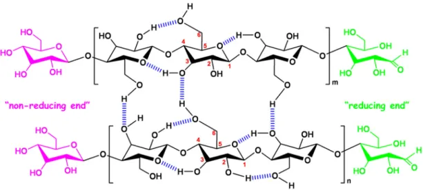 Figure  1.7  Schematic  representation  of  chemical  structure  and  intra-,  inter-  molecular  hydrogen  bonds in crystalline cellulose