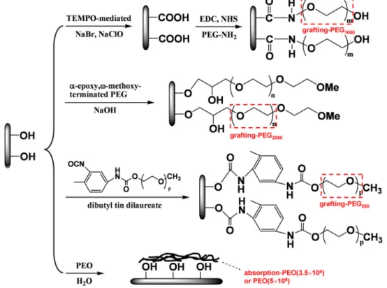 Figure 1.11 Different methods of introducing PEG chains on the surface of cellulose nanocrystals