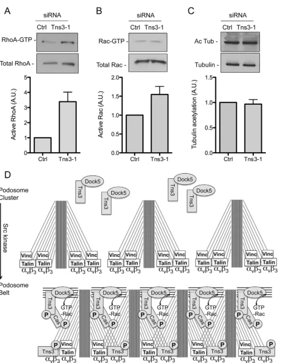 Fig. 8. Silencing of tensin 3 strongly increases RhoA activity.