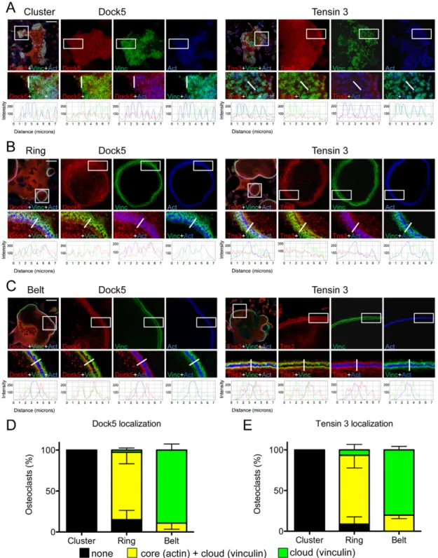 Fig. 2. Dynamic colocalization of Dock5 and tensin 3 during osteoclast podosome organization