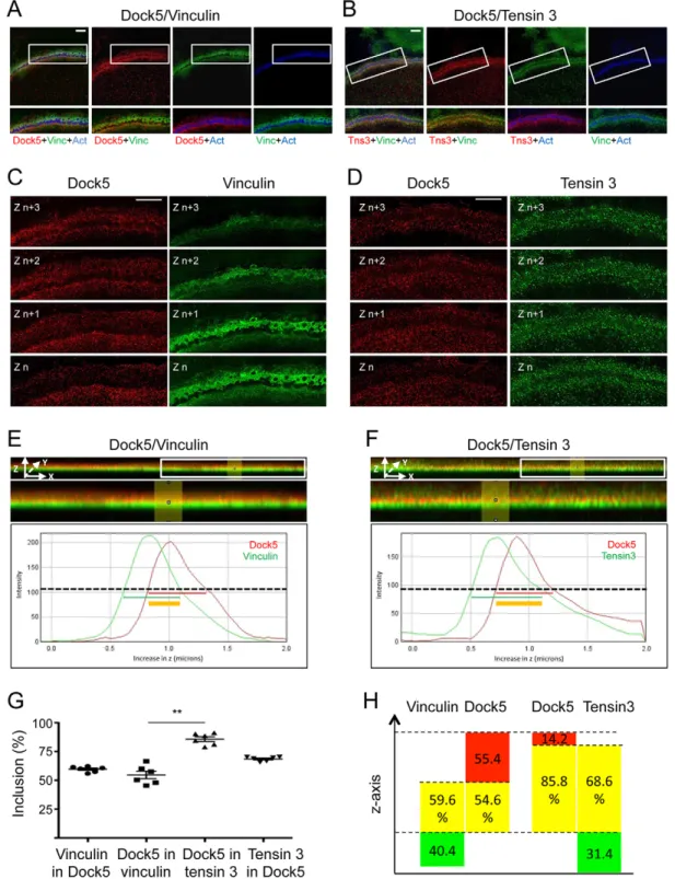 Fig. 4. 3D-structured illumination microscopy reveals differential localization of Dock5, tensin 3 and vinculin in the z -axis at the podosome belt