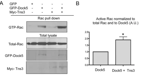 Fig. 6. Tensin 3 can relieve Dock5 intramolecular inhibition. (A) Representative pulldown assay to determine endogenous Rac activation (GTP-Rac) in HEK293T cells expressing GFP or GFP – Dock5 (Dock5) and/or Myc-tagged tensin 3 (Tns3), with levels of endoge