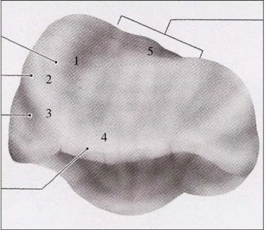 Figure 1.21 : Face vestibulaire(34)  1. versant in terne de la crête marginale  2. surface de transition proximale  3