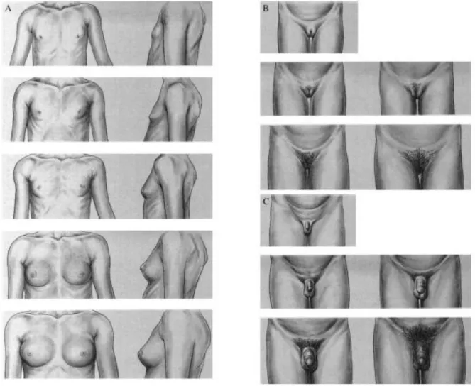 Figure 9 Stade de maturation sexuelle d’après Tanner. A : Développement  mammaire; B : Développement des poils pubiens; C : Développement des organes 