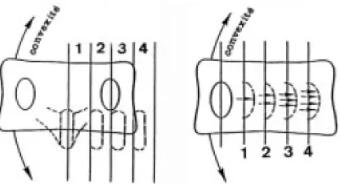 Figure 12 A: Méthode de Cobb; B: Méthode de Nash et Moe [7]. 