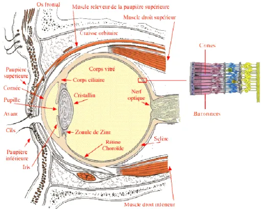 Figure 1 : Anatomie de l’oeil 