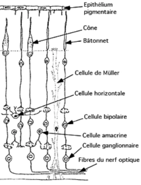 Figure 2 : Morphologie des cônes et bâtonnets 