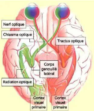 Figure 3 : Les voies visuelles 
