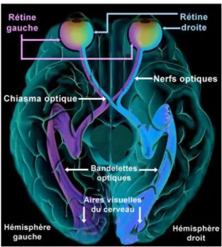 Figure 4 : Nerf optique, schéma de son parcours 