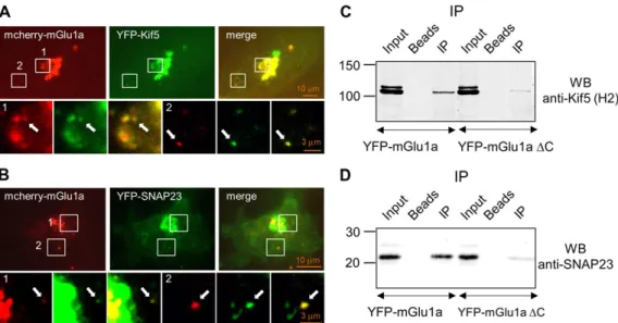 Figure 2 The mGlu 1 a receptor forms a complex with Kif 5 b and SNAP proteins. (A and B) Co-localization of mcherry-mGlu 1 a receptor with YFP- YFP-Kif 5 (A) or YFP-SNAP 23 (B) proteins in C 6 glioma cells