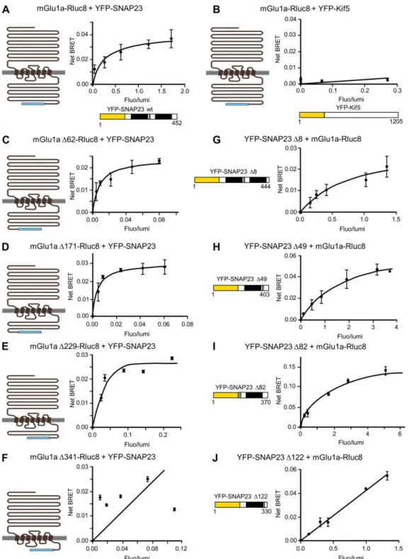 Figure 3 Identification of mGlu 1 a receptor and SNAP 23 interaction domains by BRET analysis