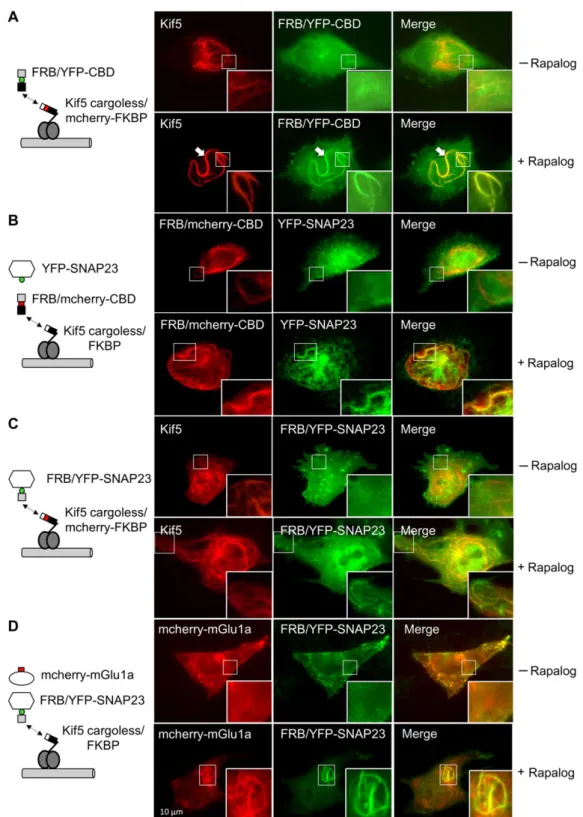 Figure 4 Kif 5– SNAP 23 complex controls microtubule trafficking of the mGlu 1 a receptor