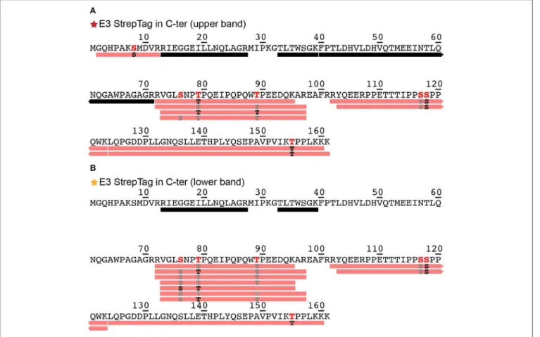FIGURE 2 | Identification by mass spectrometry of phosphorylation sites shown on the DpreS domains from DHBs L