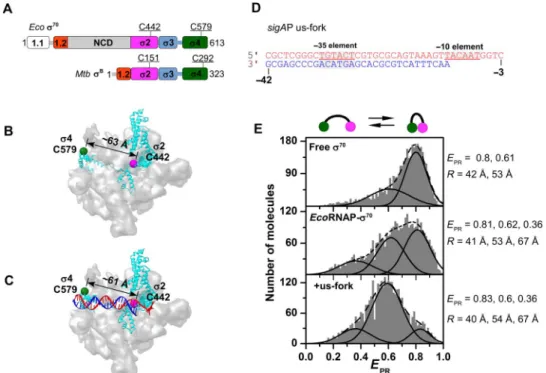 Fig. 1. The s 70 subunit in the RNAP holoenzyme exhibits conformational heterogeneity