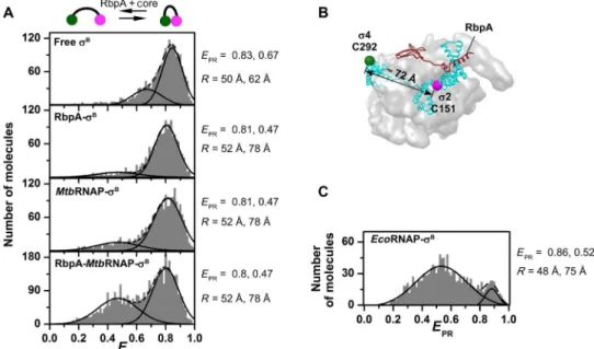 Fig. 2. RbpA is required for “ opening ” of s B in the Mtb RNAP holoenzyme. (A) E PR histograms for free s B , RbpA- s B complex, and MtbRNAP- s B and RbpA-MtbRNAP- s B complex