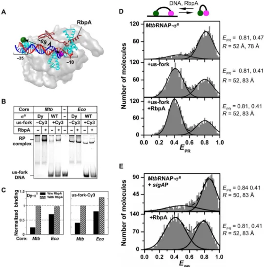 Fig. 3. Interaction with promoter DNA stabilizes the open conformation of the s B subunit